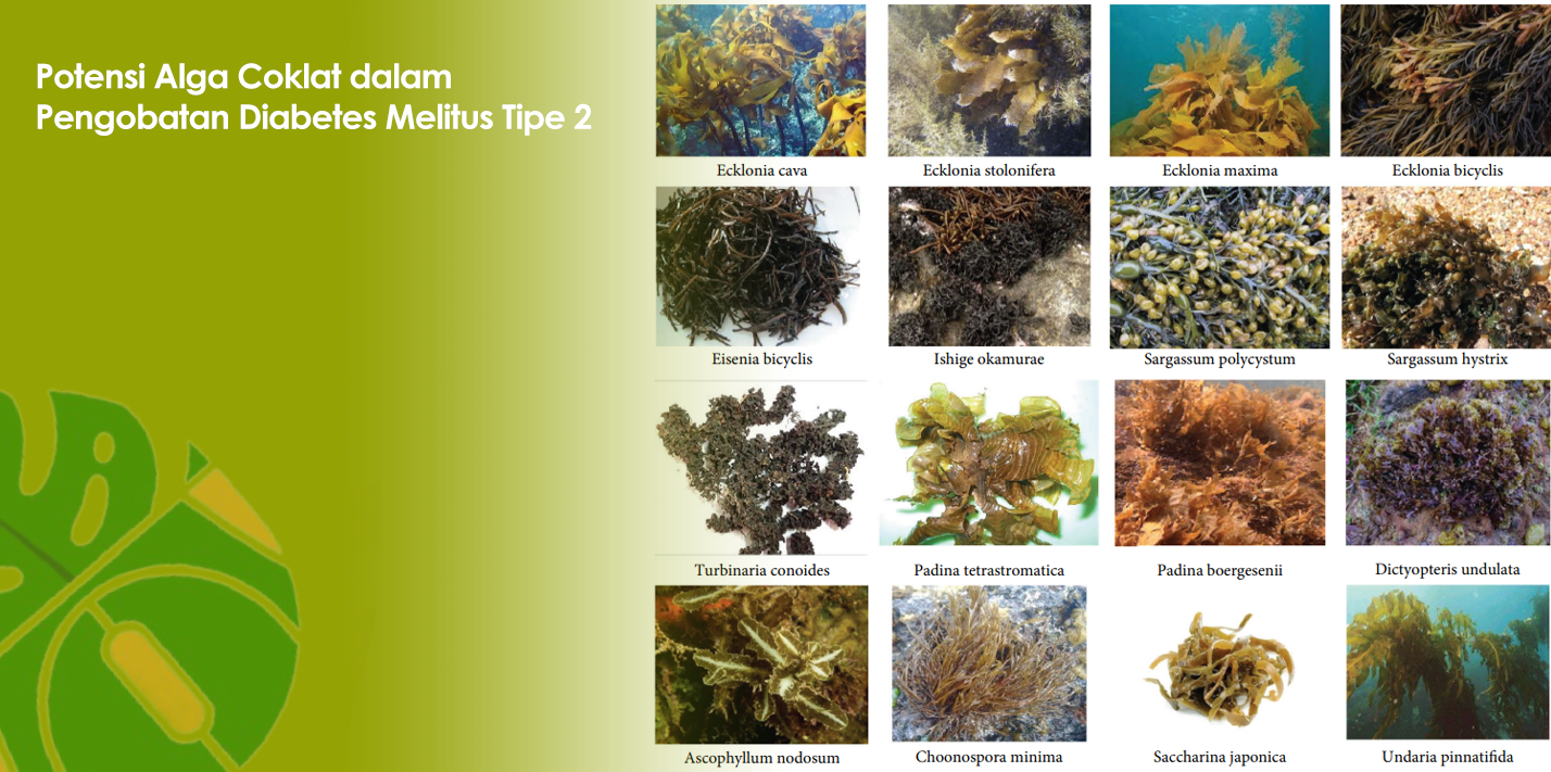 Potensi Alga Coklat dalam Pengobatan Diabetes Melitus Tipe 2